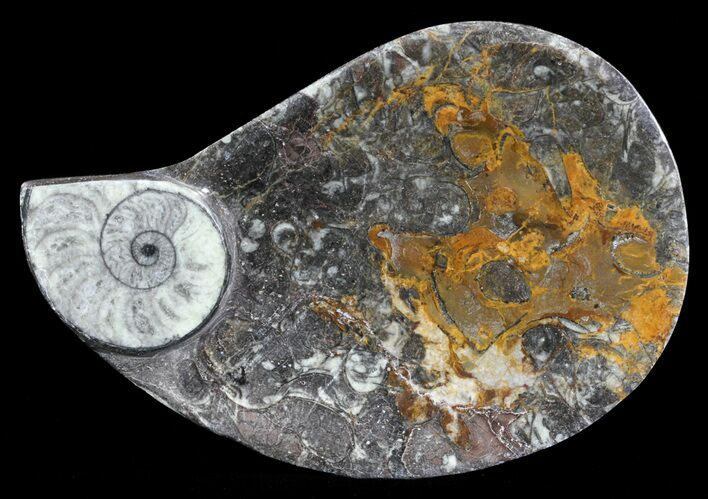 Teardrop Fossil Goniatite Dish - Stoneware #62436